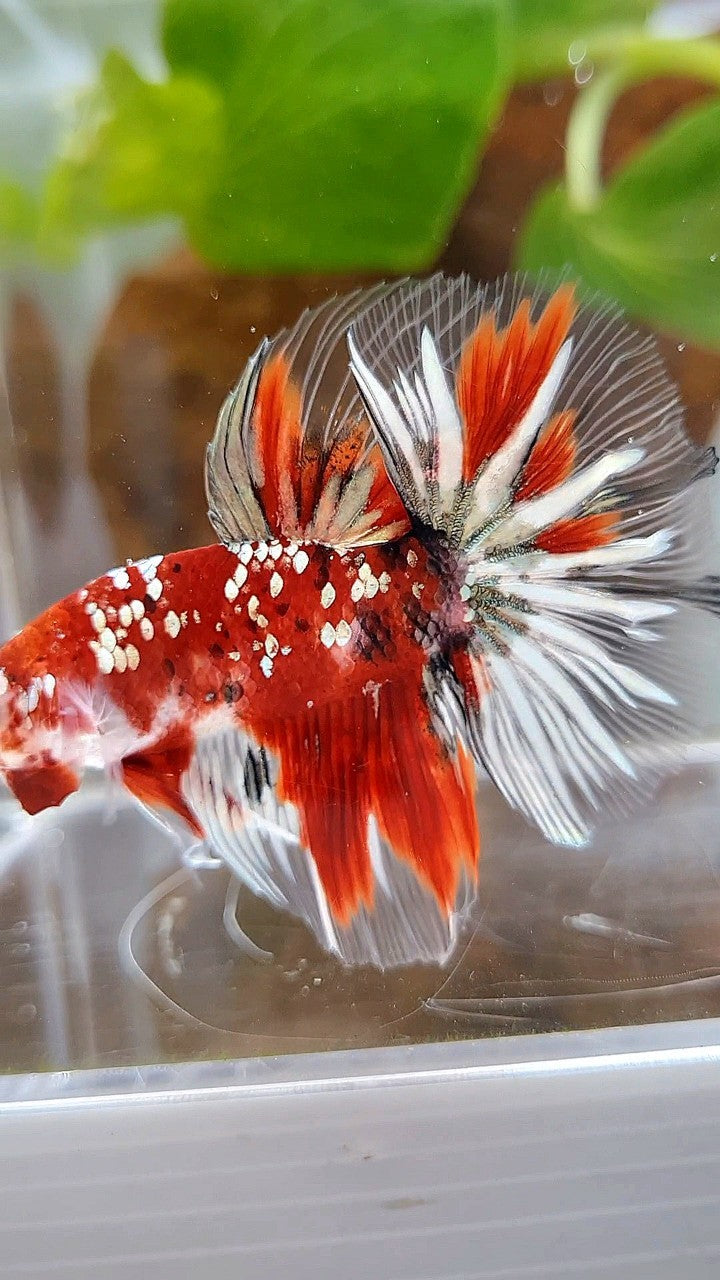 HALFMOON ROSETAIL RED KOI COPPER GOLD STARTAIL BETTA FISH