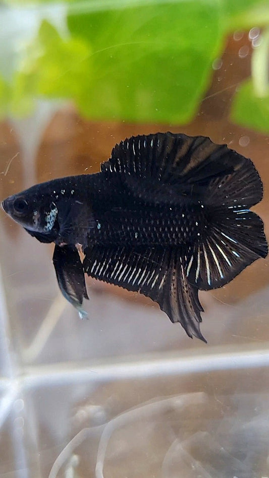 PLAKAT DOUBLE TAIL BLACK COPPER BATMAN BETTA FISH