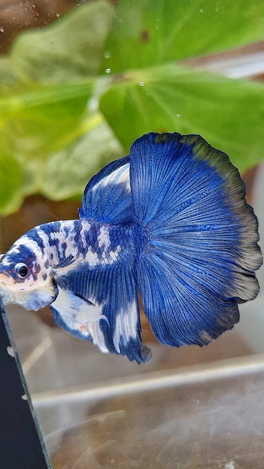 HALFMOON ROSETAIL SUPER DOTS BLUE RIM MARBLE BETTA FISH