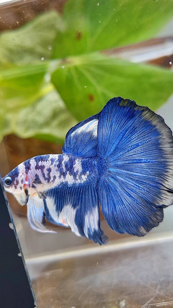 HALFMOON ROSETAIL SUPER DOTS BLUE RIM MARBLE BETTA FISH
