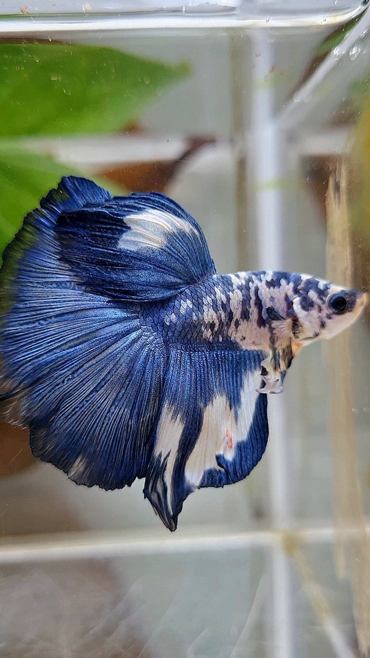 HALFMOON ROSETAIL SUPER DOTS BLUE RIM MARBLE BETTA FISH