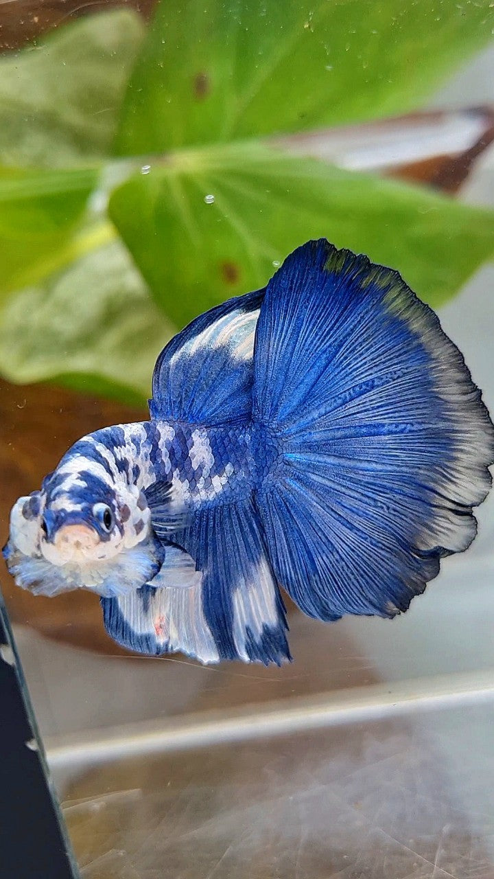 HALFMOON ROSETAIL SUPER DOTS BLUE RIM MARBLE BETTA FISH