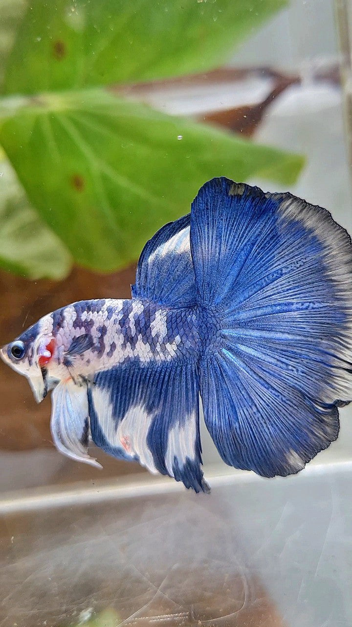 HALFMOON ROSETAIL SUPER DOTS BLUE RIM MARBLE BETTA FISH
