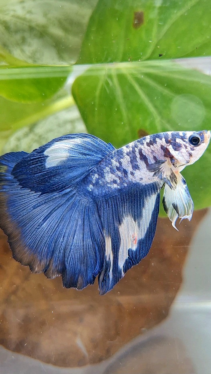HALFMOON ROSETAIL SUPER DOTS BLUE RIM MARBLE BETTA FISH