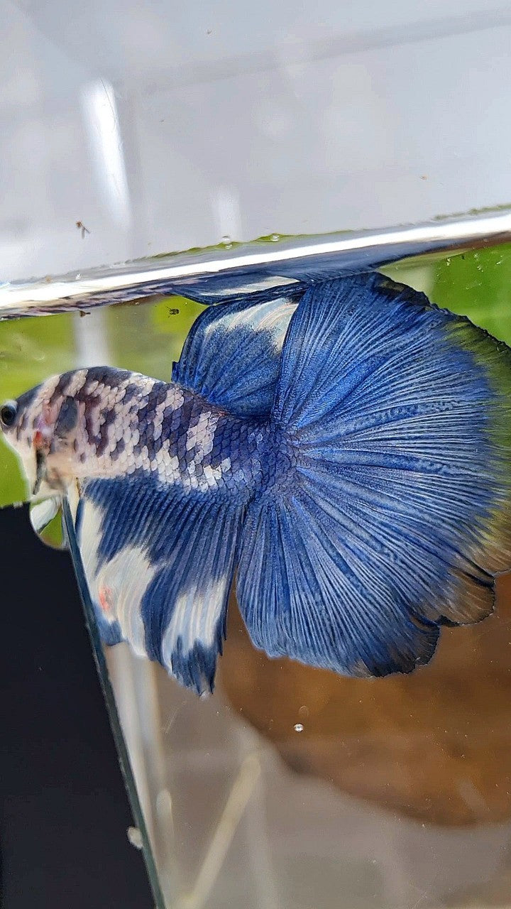 HALFMOON ROSETAIL SUPER DOTS BLUE RIM MARBLE BETTA FISH