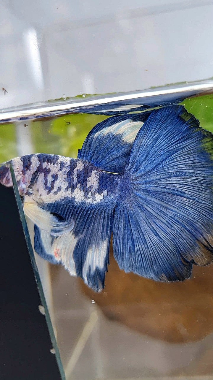HALFMOON ROSETAIL SUPER DOTS BLUE RIM MARBLE BETTA FISH