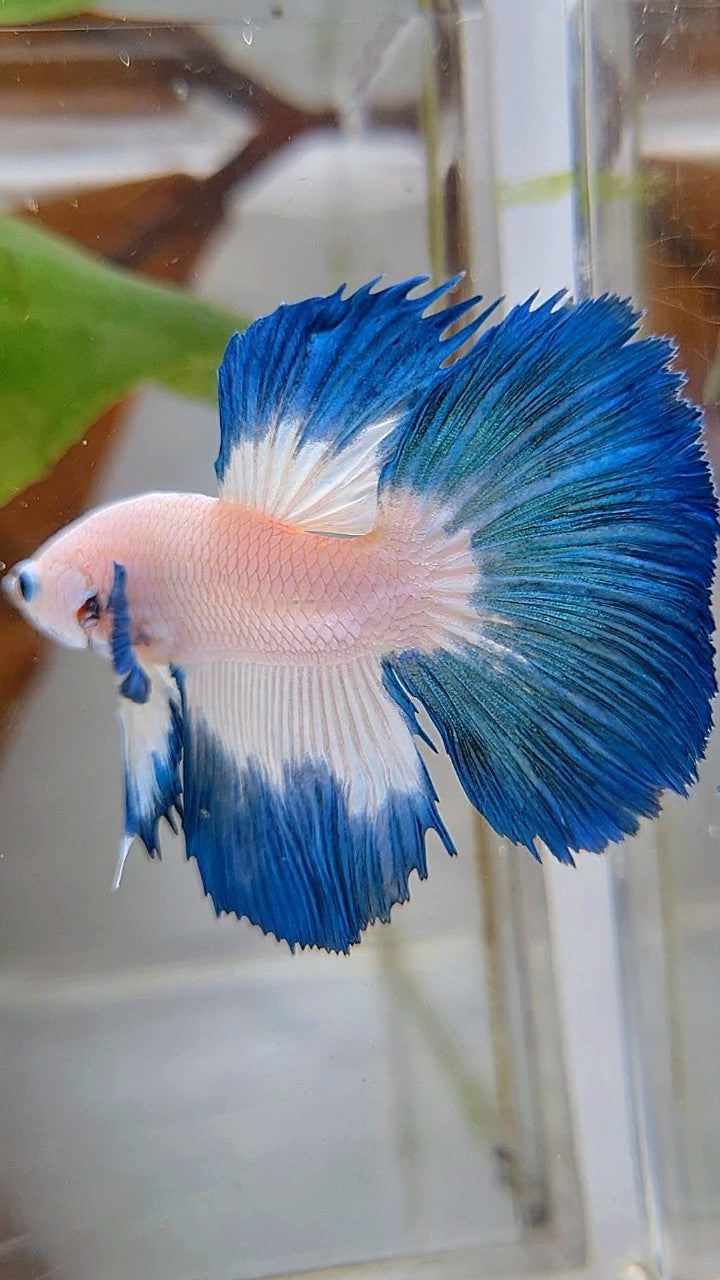 HALFMOON ROSETAIL BLUE RIM BETTA FISH