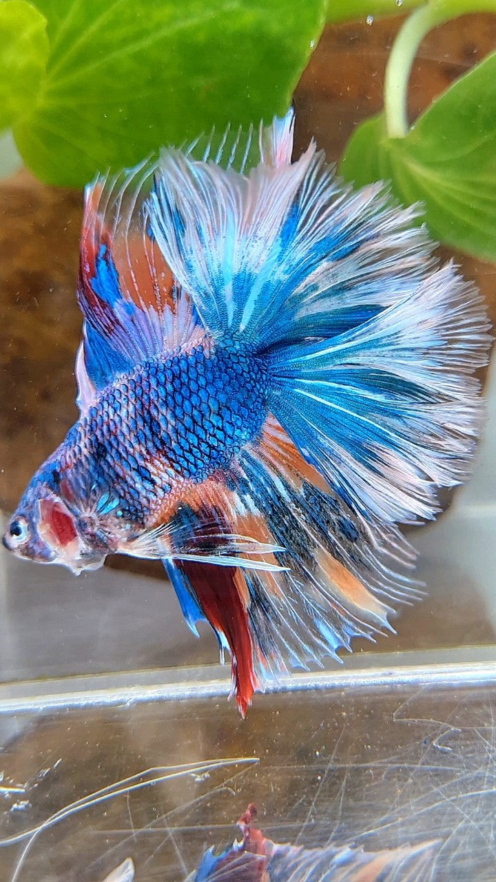 HALFMOON OVER DOUBLE TAIL BLUE FANCY MARBLE MULTICOLOR BETTA FISH