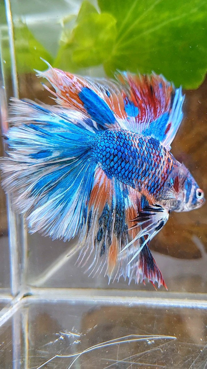 HALFMOON OVER DOUBLE TAIL BLUE FANCY MARBLE MULTICOLOR BETTA FISH