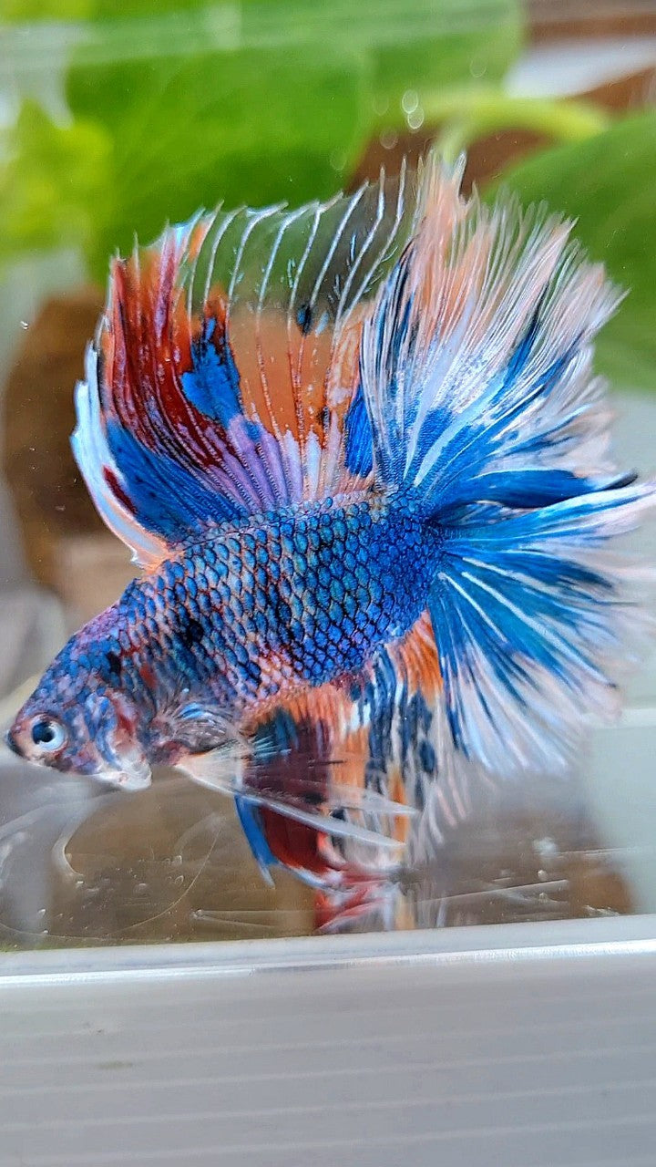 HALFMOON OVER DOUBLE TAIL BLUE FANCY MARBLE MULTICOLOR BETTA FISH
