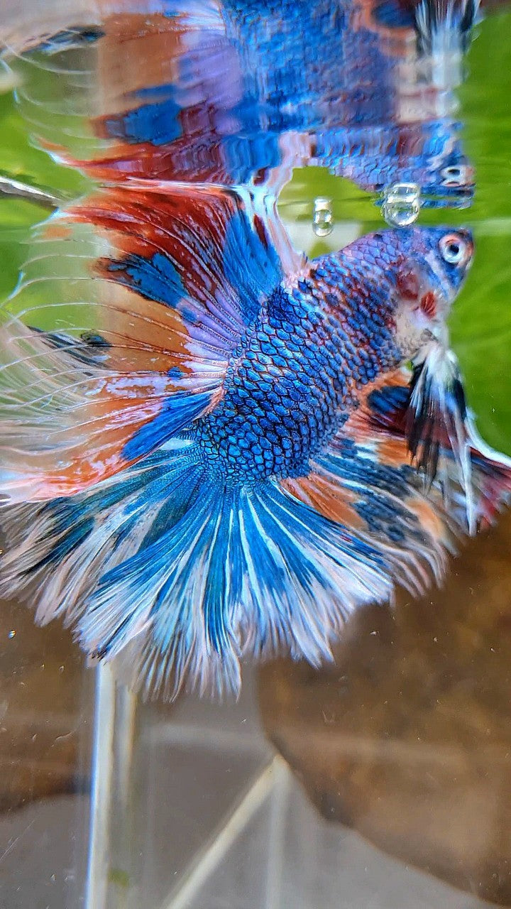 HALFMOON OVER DOUBLE TAIL BLUE FANCY MARBLE MULTICOLOR BETTA FISH