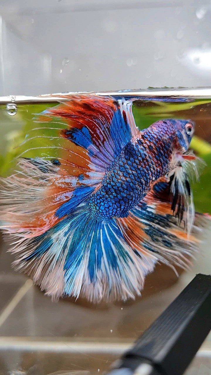 HALFMOON OVER DOUBLE TAIL BLUE FANCY MARBLE MULTICOLOR BETTA FISH