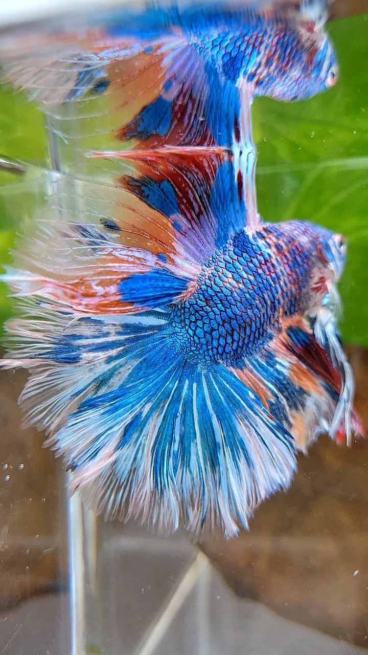 HALFMOON OVER DOUBLE TAIL BLUE FANCY MARBLE MULTICOLOR BETTA FISH