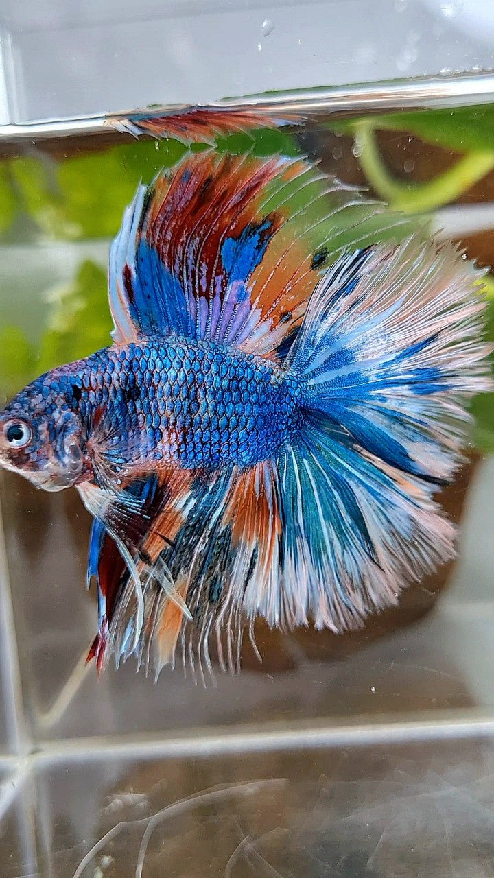 HALFMOON OVER DOUBLE TAIL BLUE FANCY MARBLE MULTICOLOR BETTA FISH
