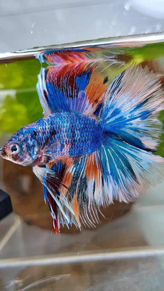 HALFMOON OVER DOUBLE TAIL BLUE FANCY MARBLE MULTICOLOR BETTA FISH