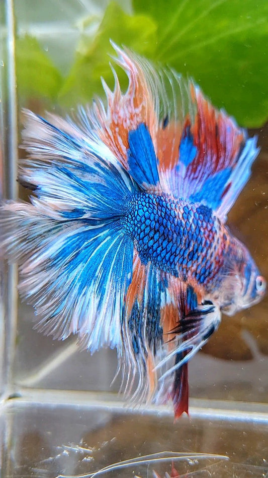 HALFMOON OVER DOUBLE TAIL BLUE FANCY MARBLE MULTICOLOR BETTA FISH