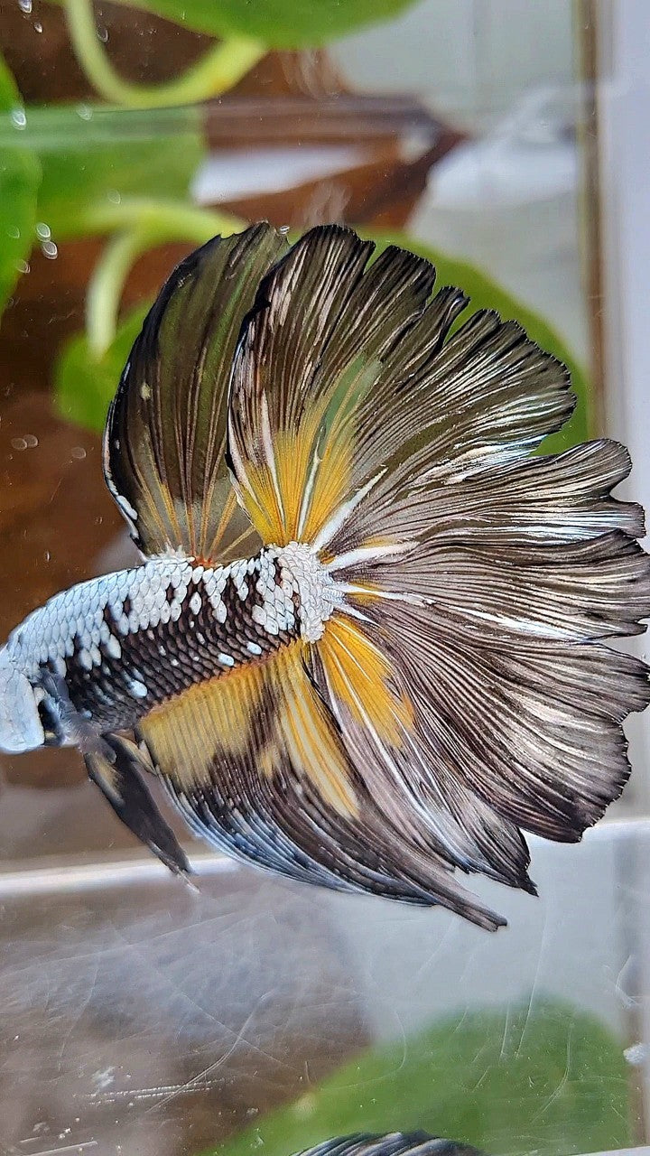 XL HALFMOON ROSETAIL BLACK MAMBA SAMURAI YELLOW BETTA FISH