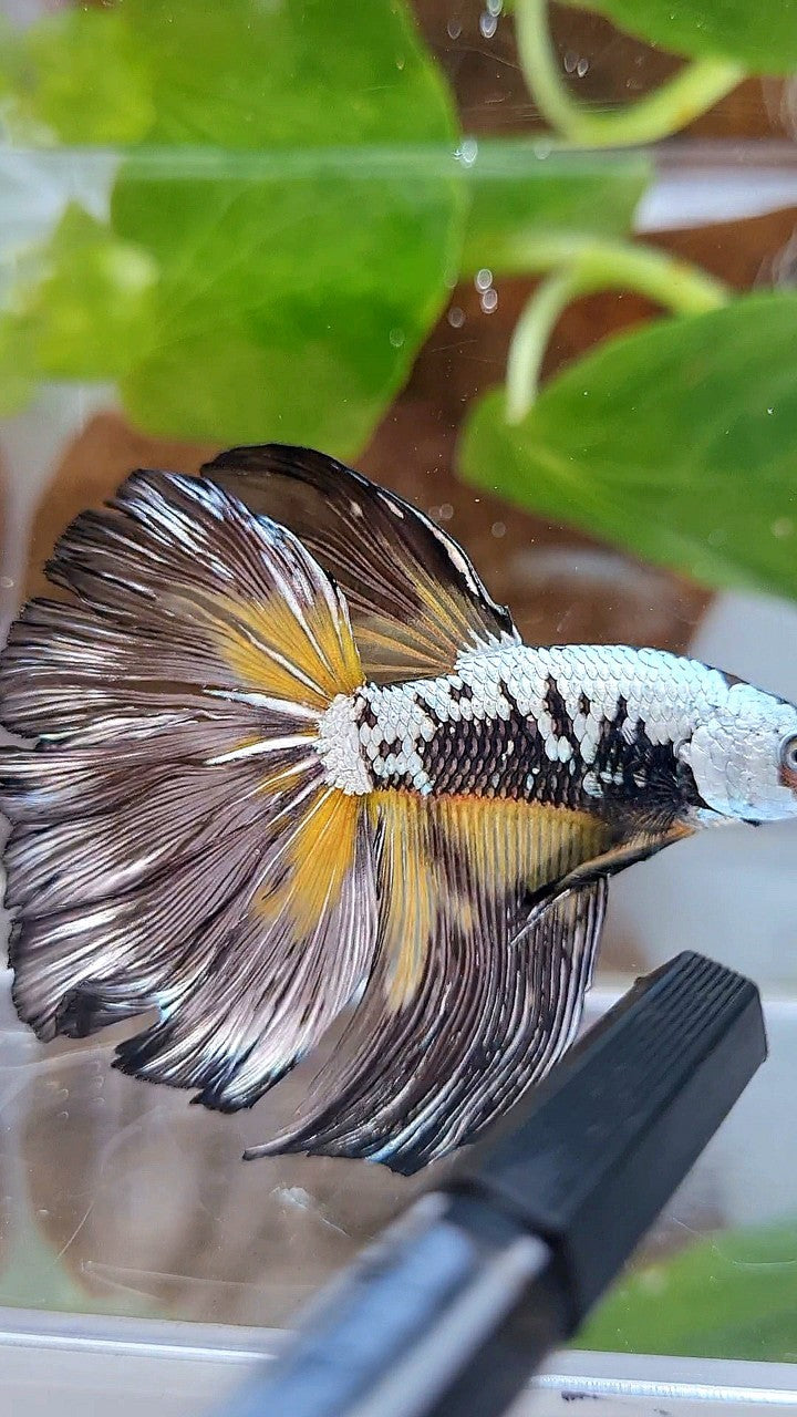 XL HALFMOON ROSETAIL BLACK MAMBA SAMURAI YELLOW BETTA FISH