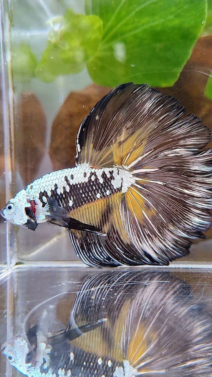 XL HALFMOON ROSETAIL BLACK MAMBA SAMURAI YELLOW BETTA FISH