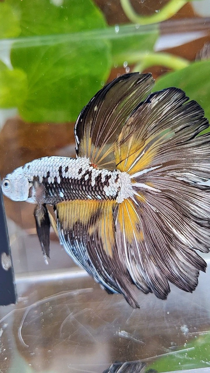 XL HALFMOON ROSETAIL BLACK MAMBA SAMURAI YELLOW BETTA FISH