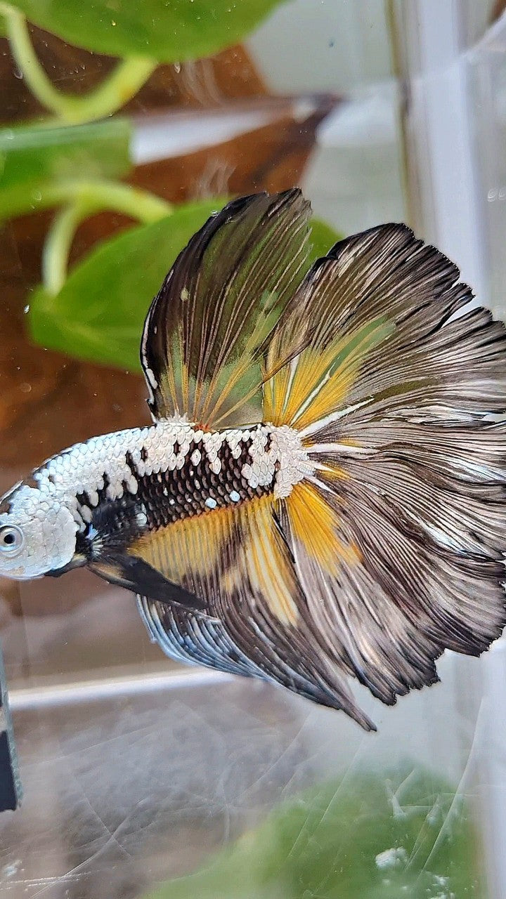 XL HALFMOON ROSETAIL BLACK MAMBA SAMURAI YELLOW BETTA FISH