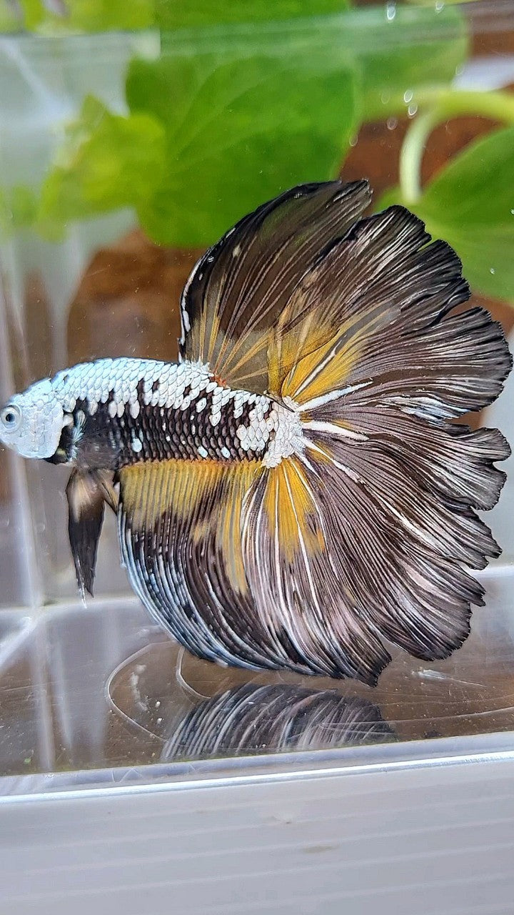 XL HALFMOON ROSETAIL BLACK MAMBA SAMURAI YELLOW BETTA FISH