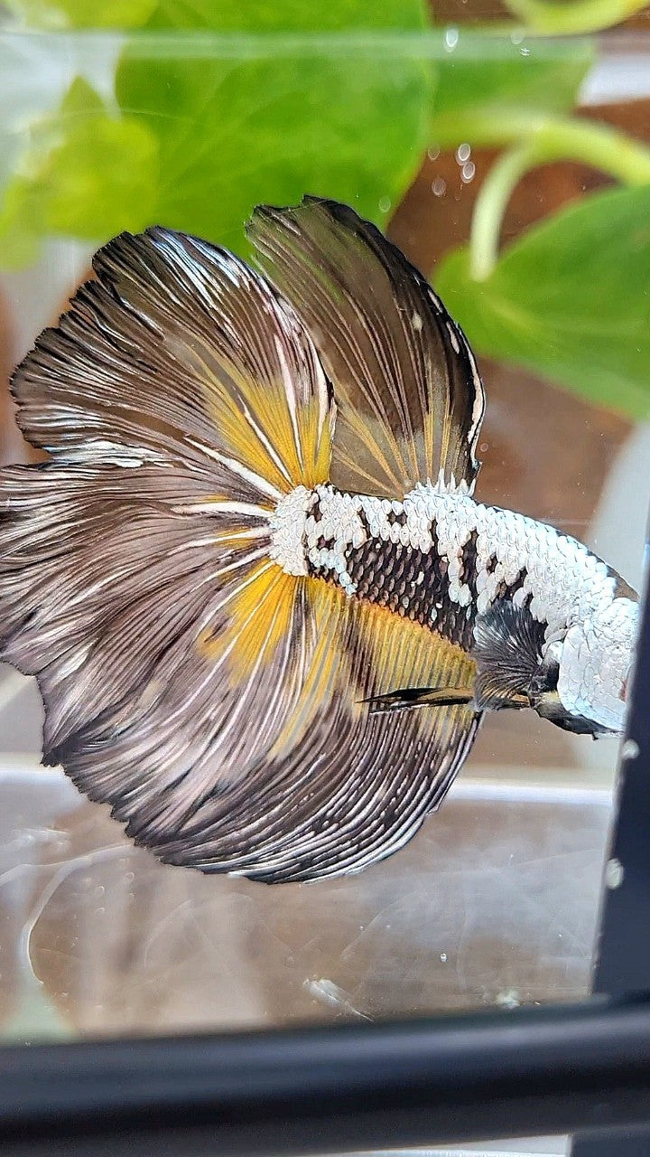 XL HALFMOON ROSETAIL BLACK MAMBA SAMURAI YELLOW BETTA FISH