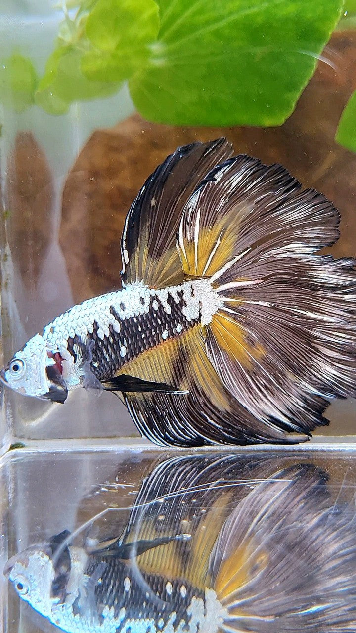 XL HALFMOON ROSETAIL BLACK MAMBA SAMURAI YELLOW BETTA FISH