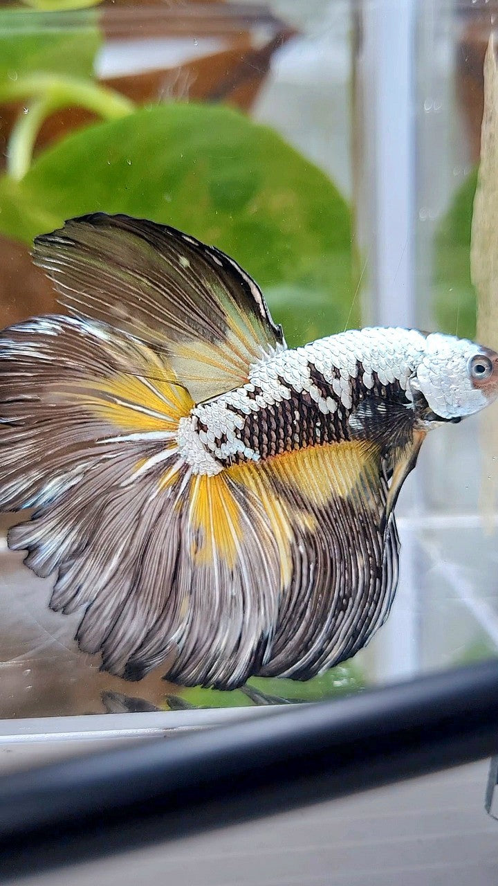 XL HALFMOON ROSETAIL BLACK MAMBA SAMURAI YELLOW BETTA FISH