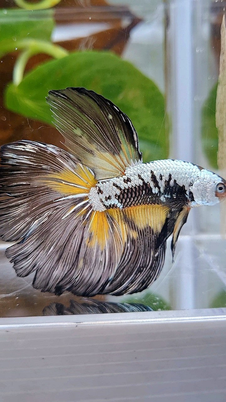 XL HALFMOON ROSETAIL BLACK MAMBA SAMURAI YELLOW BETTA FISH