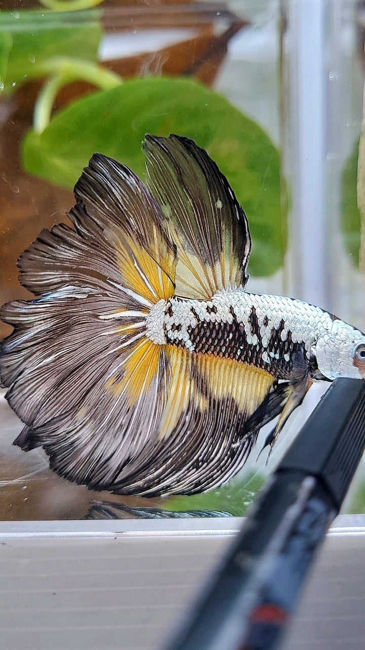 XL HALFMOON ROSETAIL BLACK MAMBA SAMURAI YELLOW BETTA FISH