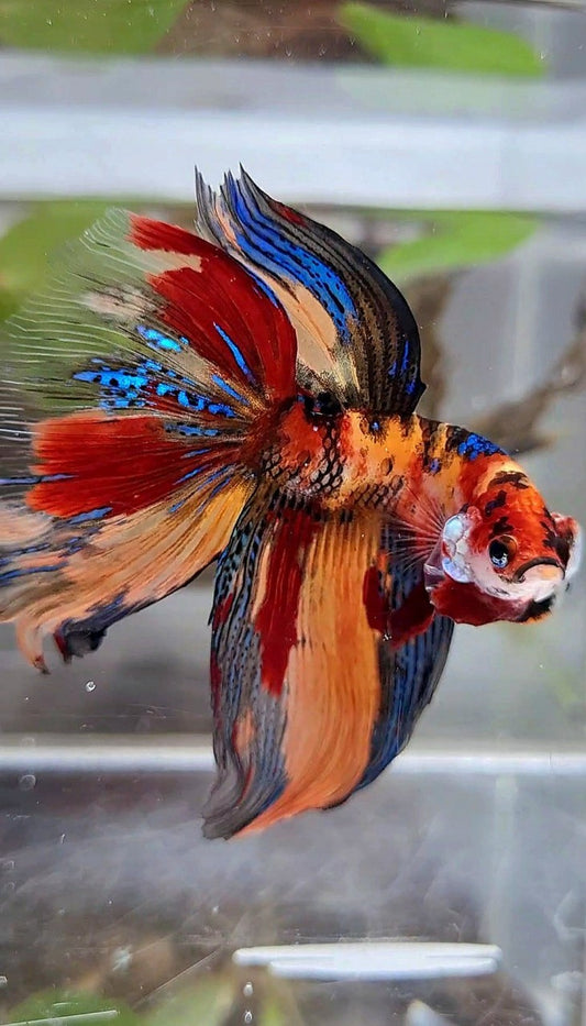 HALFMOON METTALIC ORANGE TIGER MULTICOLOR BETTA FISH