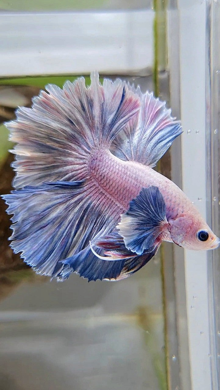HALFMOON ROSETAIL DUMBO COLORED EAR BLUE GRIZZLE PURPLE BETTA FISH