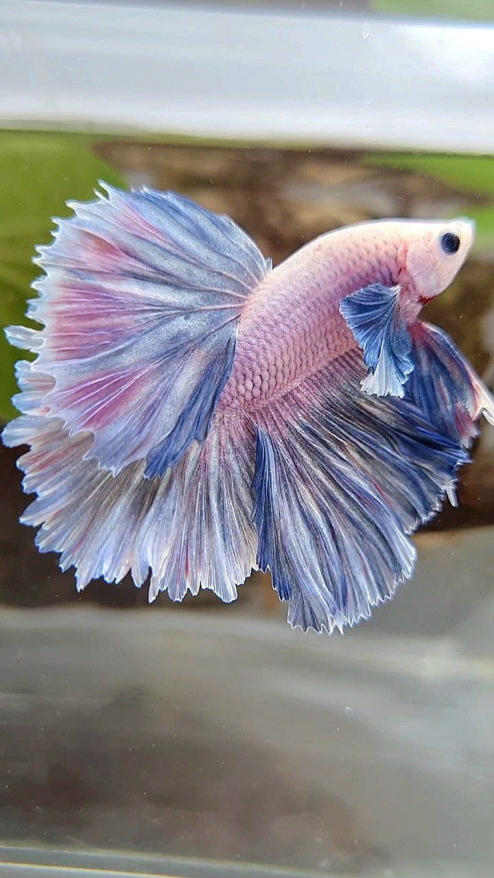 HALFMOON ROSETAIL DUMBO COLORED EAR BLUE GRIZZLE PURPLE BETTA FISH
