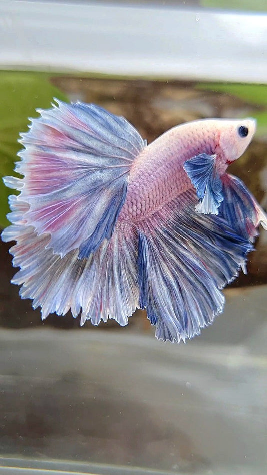 HALFMOON ROSETAIL DUMBO COLORED EAR BLUE GRIZZLE PURPLE BETTA FISH