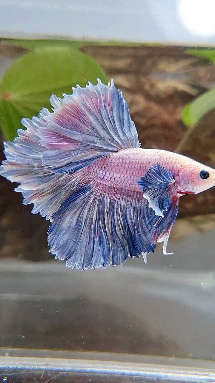 HALFMOON ROSETAIL DUMBO COLORED EAR BLUE GRIZZLE PURPLE BETTA FISH