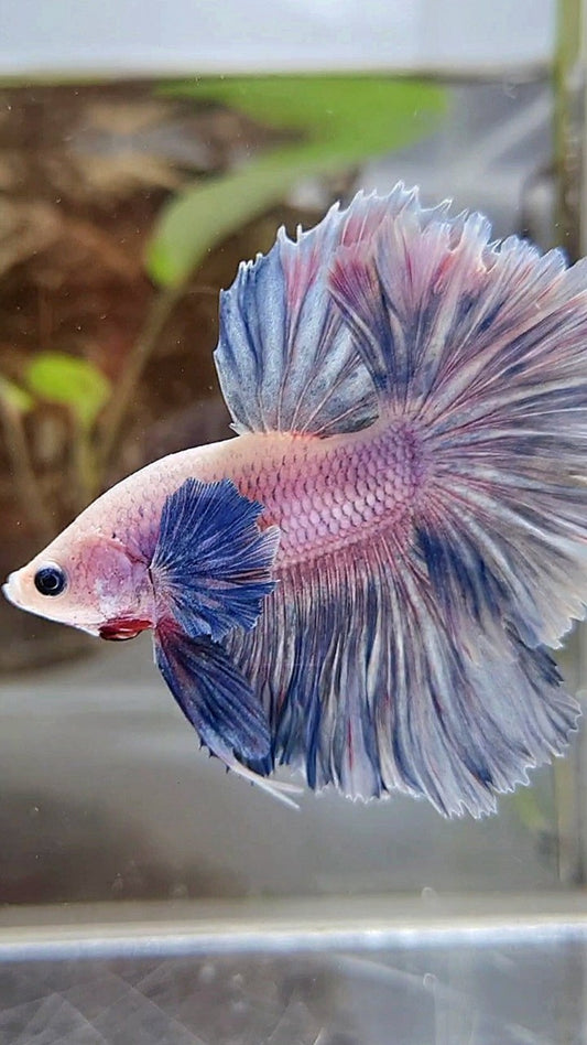 HALFMOON ROSETAIL DUMBO COLORED EAR BLUE GRIZZLE PURPLE BETTA FISH