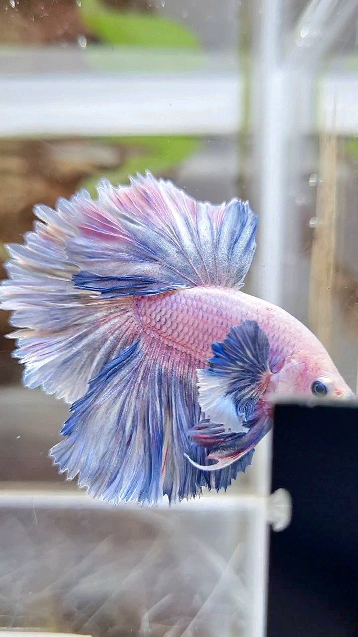 HALFMOON ROSETAIL DUMBO COLORED EAR BLUE GRIZZLE PURPLE BETTA FISH