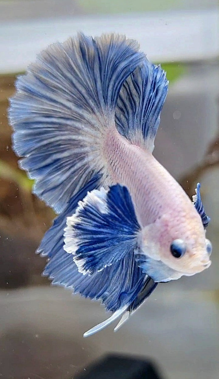 DUMBO EAR – Rare Betta Fish Store