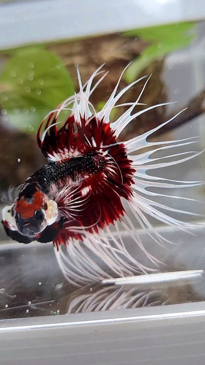 Red Pattern Betta Fish XL KING CROWNTAIL FANCY RED PATTERN UNIQUE BETTA FISH – Rare Betta Fish ...