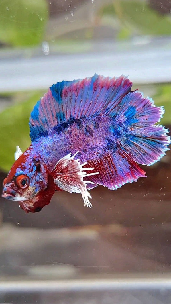PLAKAT DUMBO DOUBLE TAIL PURPLE FANCY BETTA FISH – Rare Betta Fish Store
