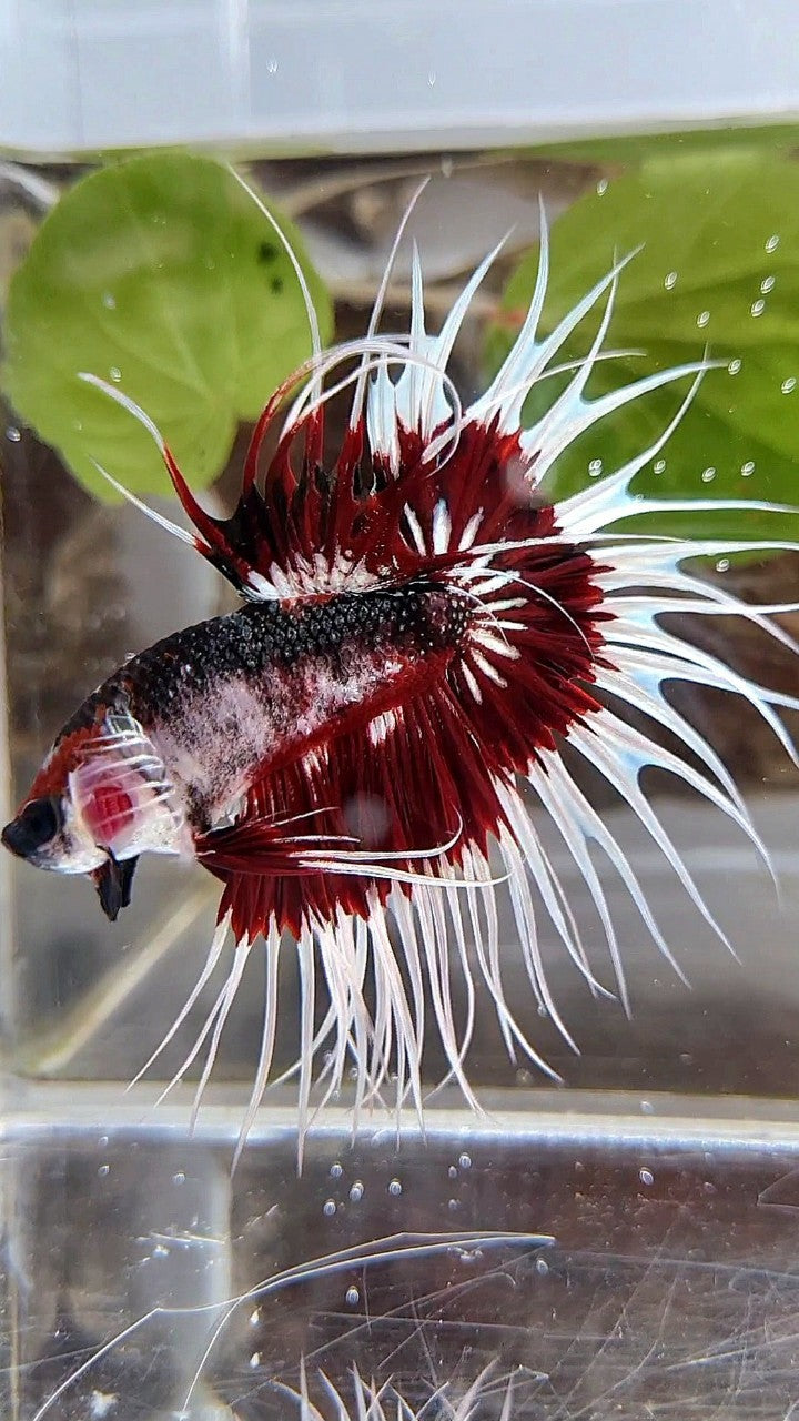 Red Pattern Betta Fish XL KING CROWNTAIL FANCY RED PATTERN UNIQUE BETTA FISH – Rare Betta Fish ...