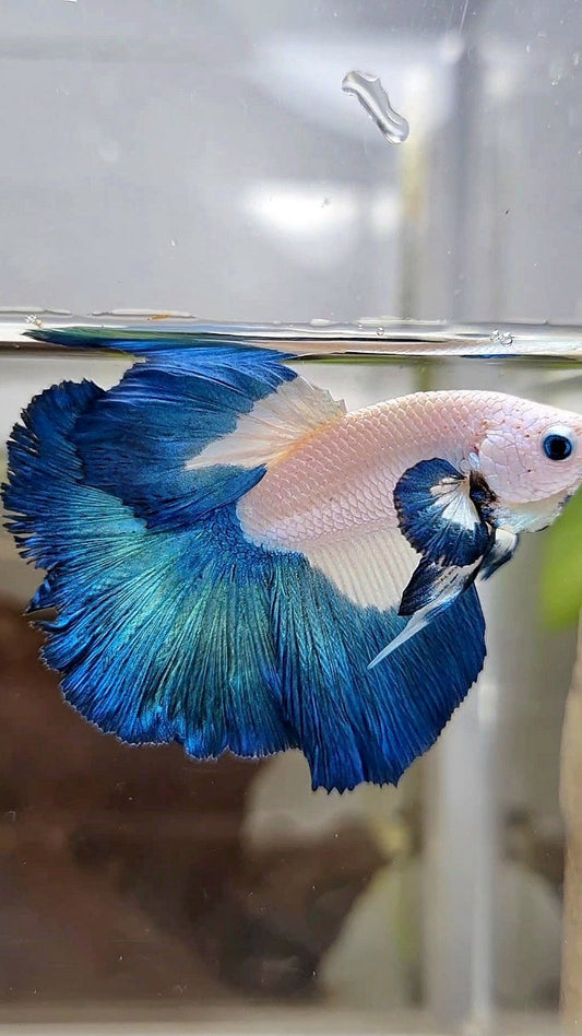 HALFMOON BIG EAR BLUE RIM BICOLOR BETTA FISH