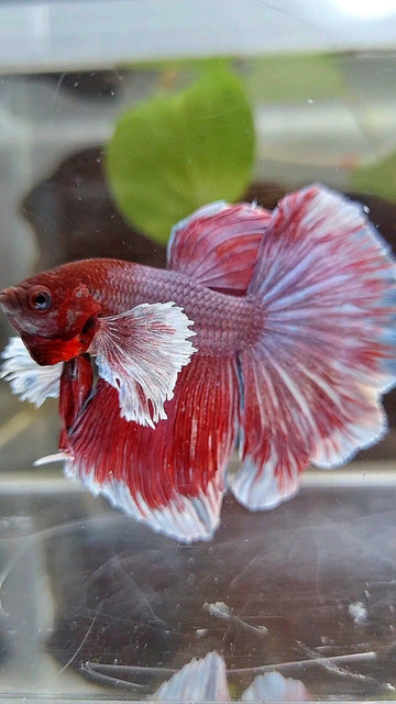DUMBO EAR – Rare Betta Fish Store