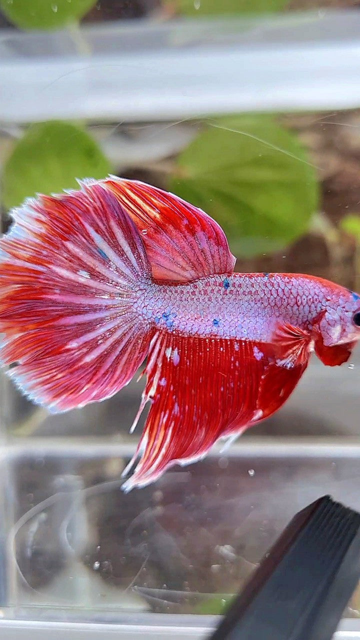 HALFMOON RED PURPLE FANCY GALAXY BETTA FISH