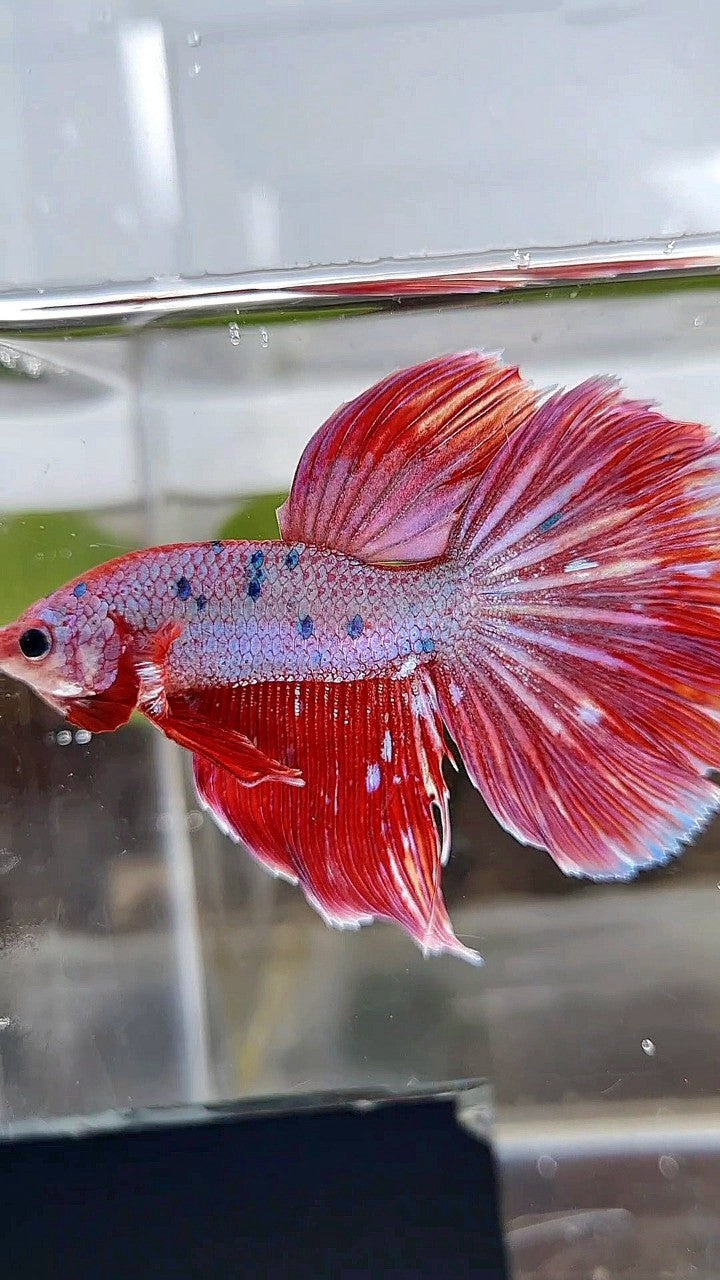 HALFMOON RED PURPLE FANCY GALAXY BETTA FISH