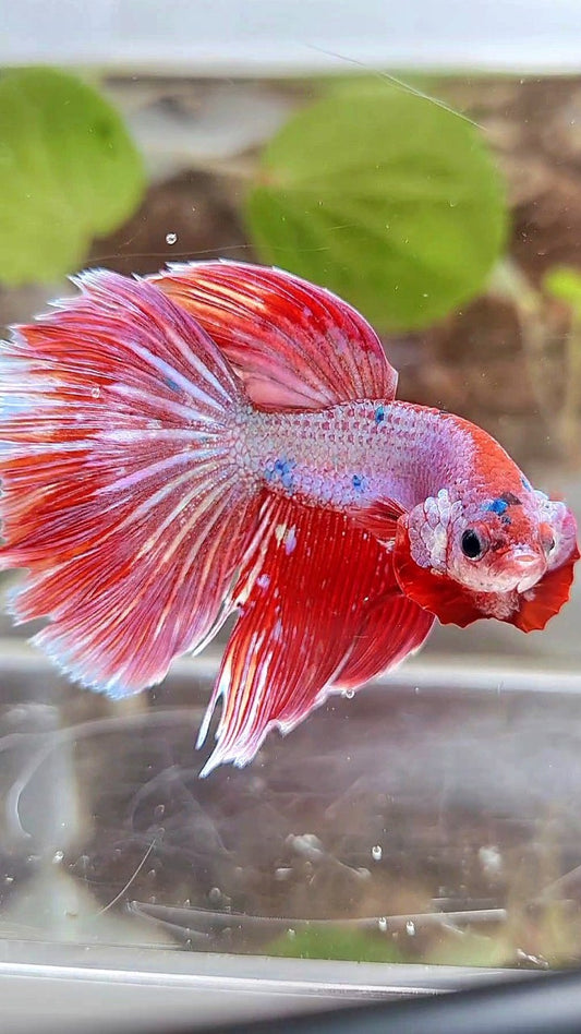 HALFMOON RED PURPLE FANCY GALAXY BETTA FISH