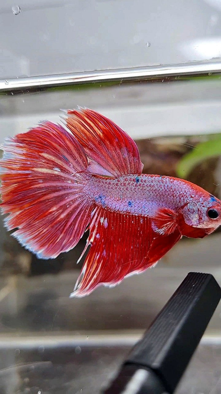 HALFMOON RED PURPLE FANCY GALAXY BETTA FISH