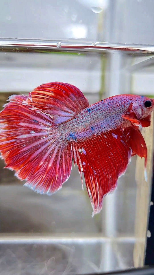 HALFMOON RED PURPLE FANCY GALAXY BETTA FISH