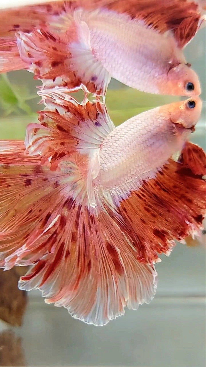Vanda Color Betta XL HALFMOON CURLY ROSETAIL SUPER VANDA ARMAGEDDON PREMIUM BETTA FISH ...
